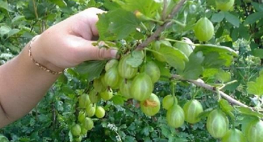 Kdy a jak správně sbírat angrešt, aby nepíchal